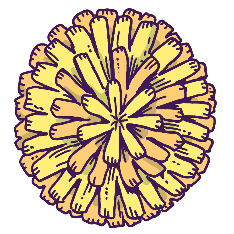 Dandelion Flower